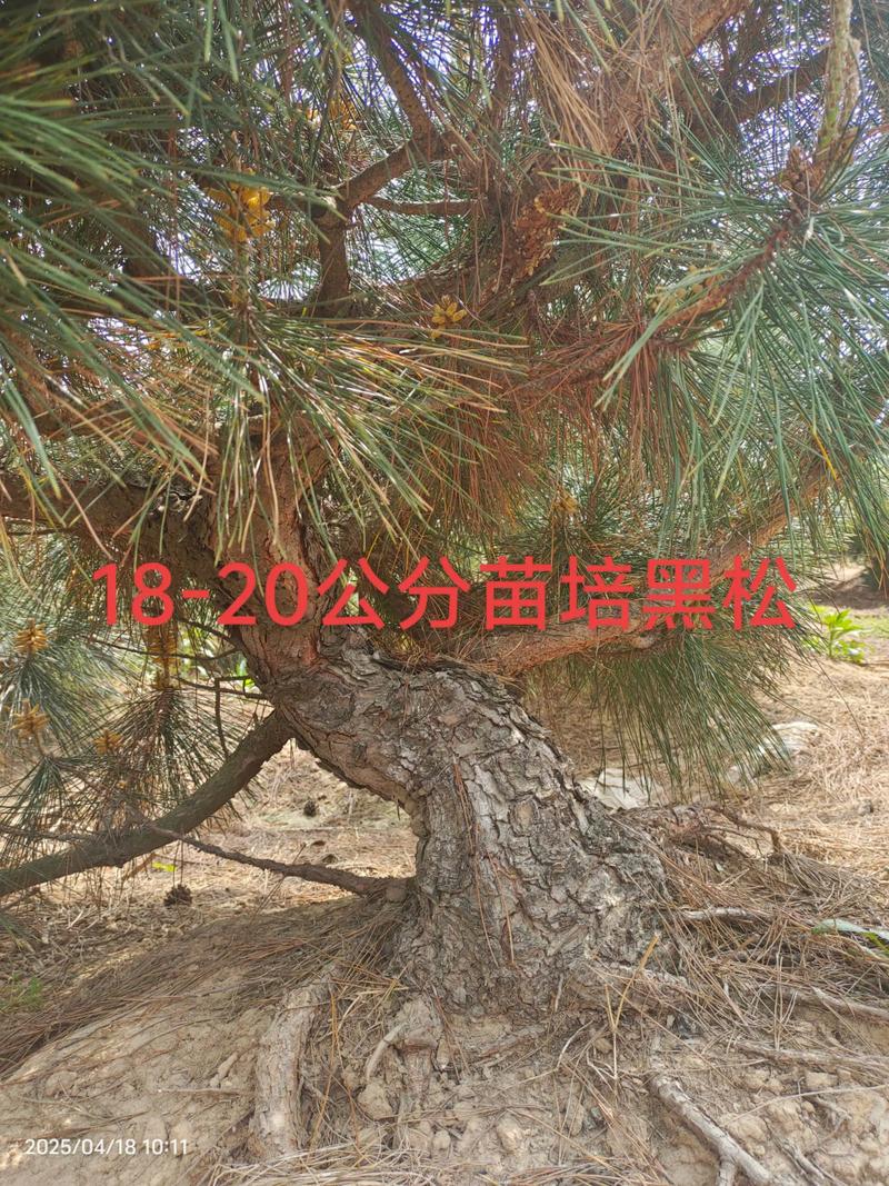 20年松树多少钱一棵?2026年市场报价与移栽养护全解析 季节:秋冬季移栽最划算