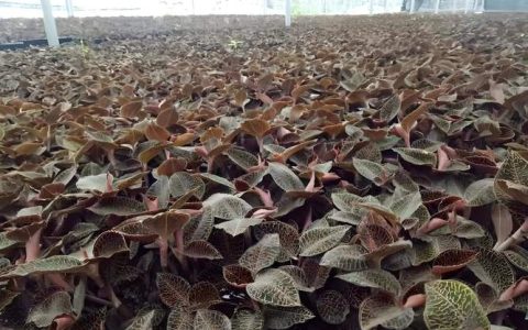 金线莲种植技术指南：从选时到成活的7个关键步骤
