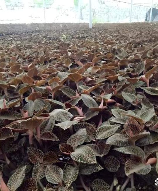 金线莲种植技术指南：从选时到成活的7个关键步骤