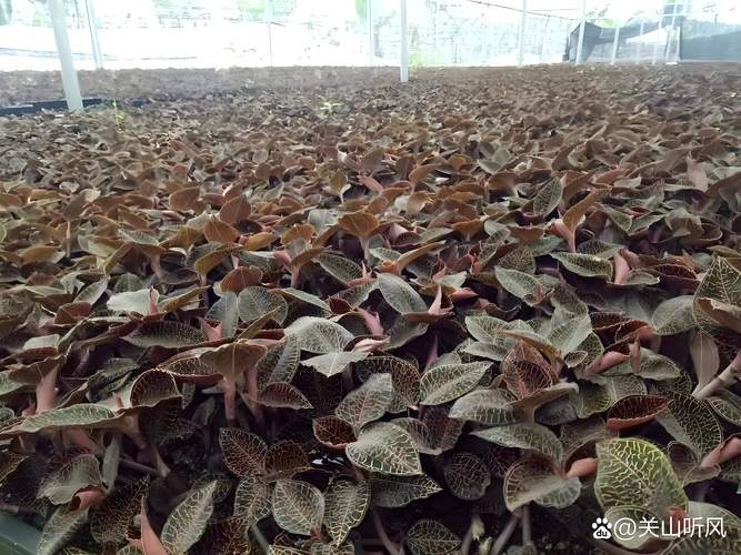 金线莲种植技术指南:从选时到成活的7个关键步骤 一、适宜时间