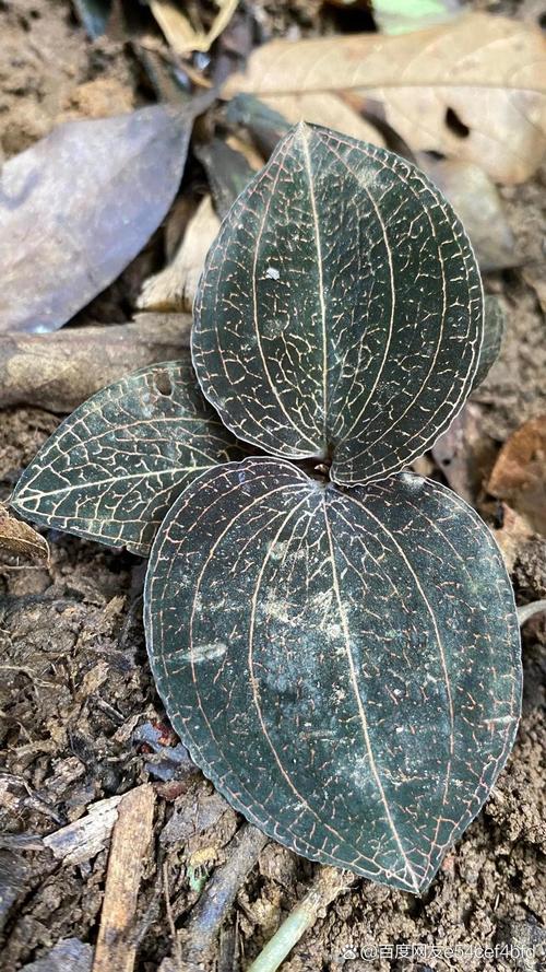 金线莲种植技术指南:从选时到成活的7个关键步骤 四、栽植深度