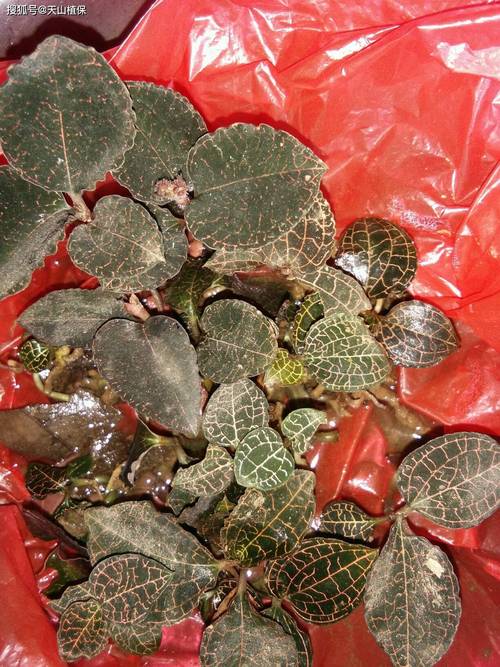 金线莲种植技术指南:从选时到成活的7个关键步骤 七、成活注意事项