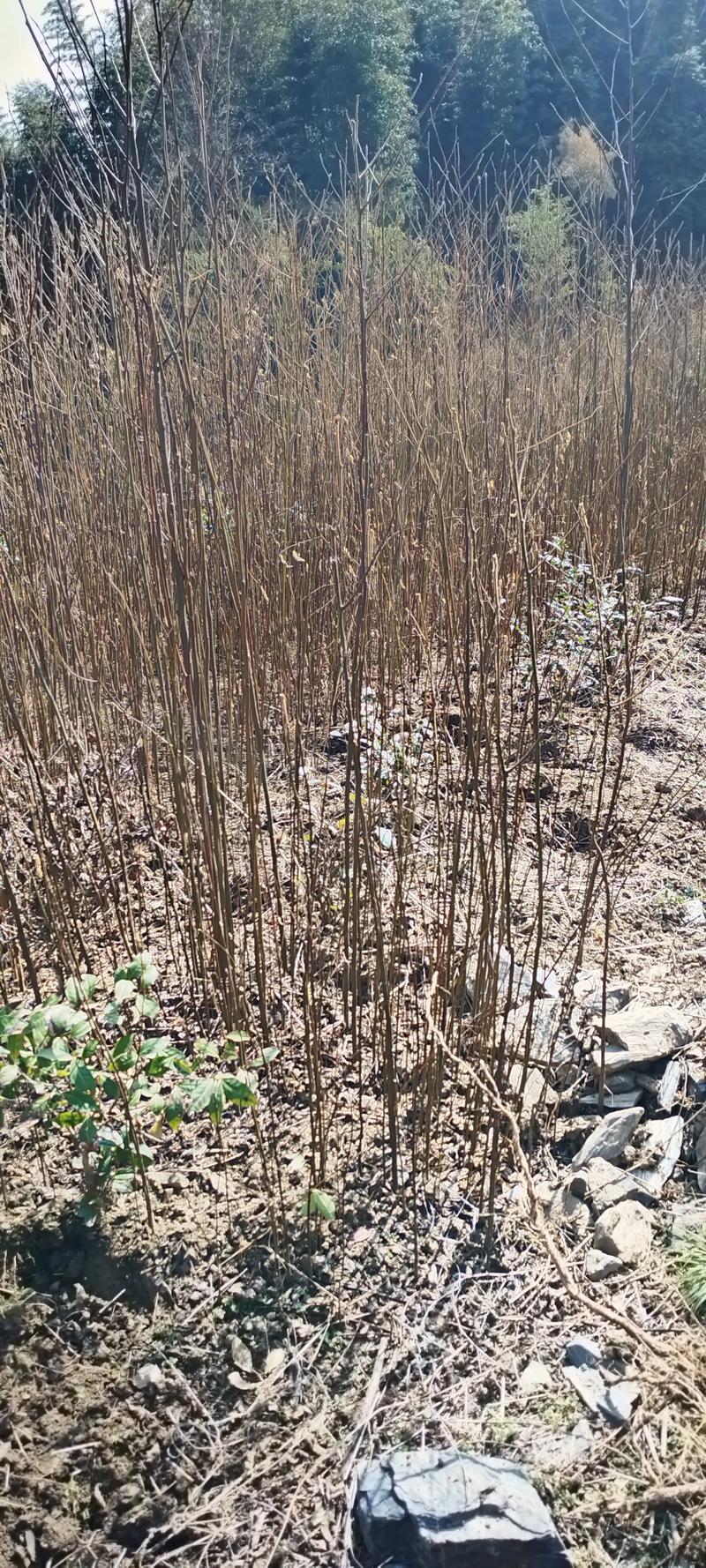 拐枣树种子什么时间种植方法?从选种到成苗的完整操作指南 土壤环境:疏松、排水良好的沙壤土