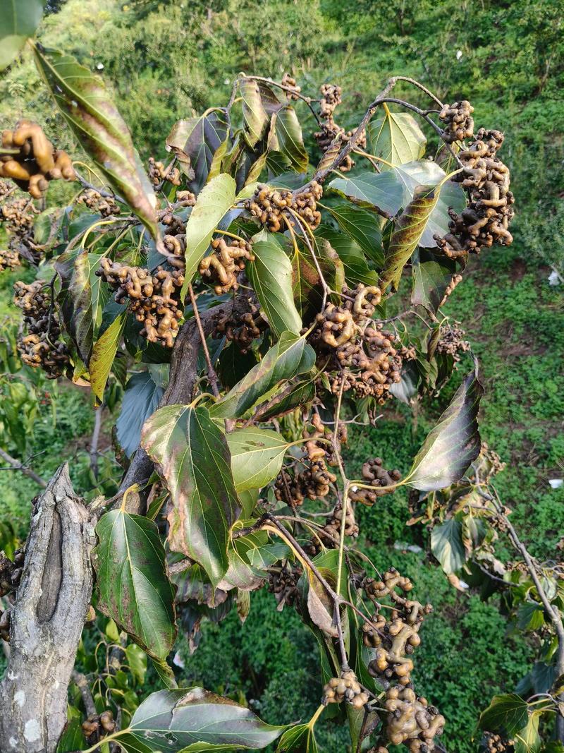 拐枣树种子什么时间种植方法?从选种到成苗的完整操作指南 缓苗管理:遮阴保湿15天