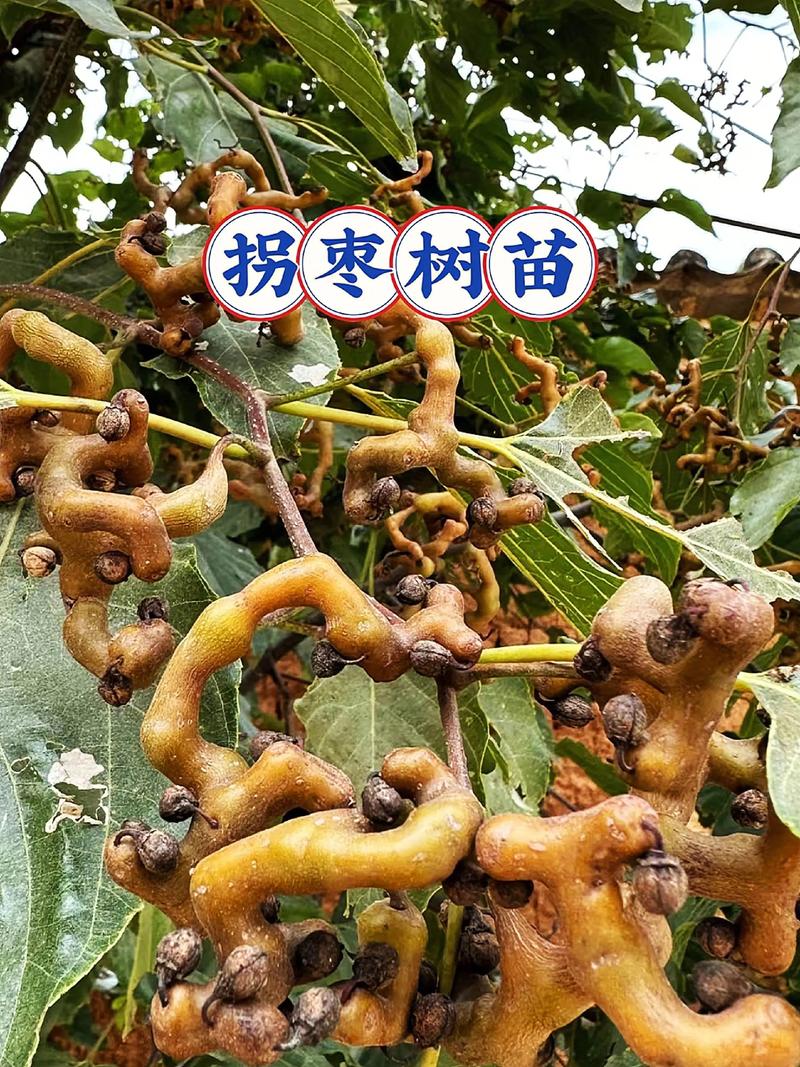 拐枣树种子什么时间种植方法?从选种到成苗的完整操作指南 成活注意事项:重点防涝防病