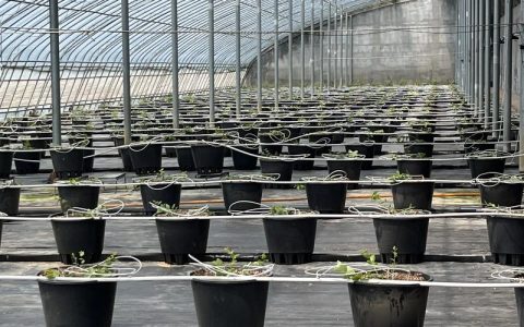 蓝莓苗多少钱一棵？规格、产地、采购量影响报价