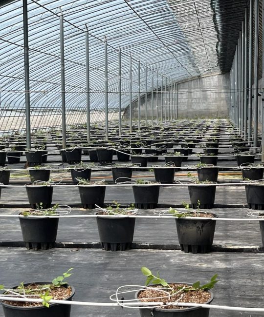 蓝莓苗多少钱一棵？规格、产地、采购量影响报价