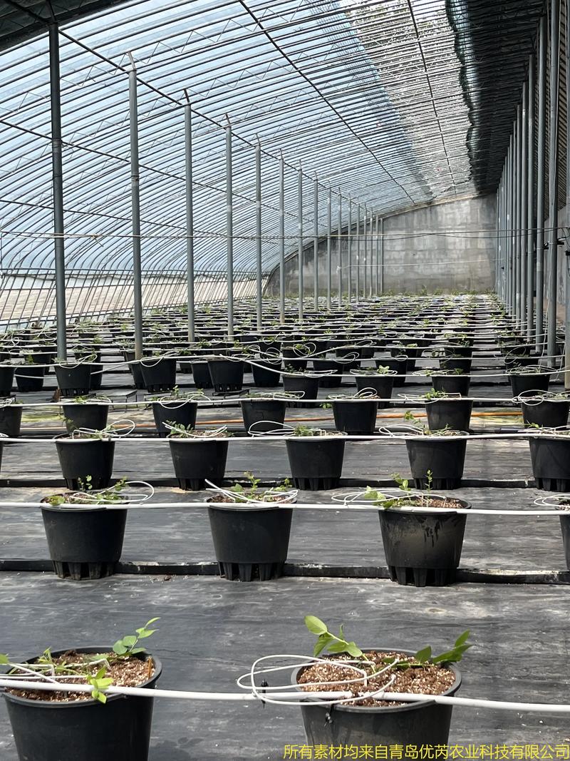蓝莓苗多少钱一棵?规格、产地、采购量影响报价 蓝莓苗多少钱一棵?规格、产地、采购量影响报价