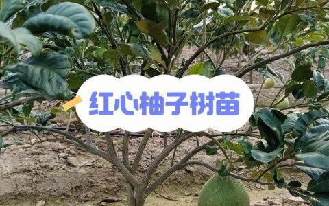 红心柚子树苗价格与选购种植全攻略：2026年最新市场参考