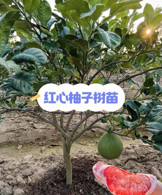 红心柚子树苗价格与选购种植全攻略：2026年最新市场参考