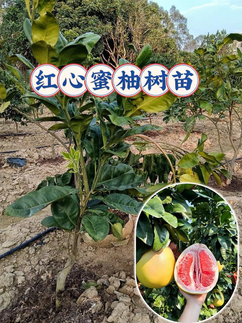 红心柚子树苗价格与选购种植全攻略:2026年最新市场参考 常见问题(FAQ)