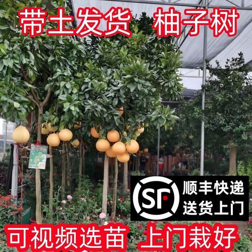 红心柚子树苗价格与选购种植全攻略:2026年最新市场参考 咨询与采购指南
