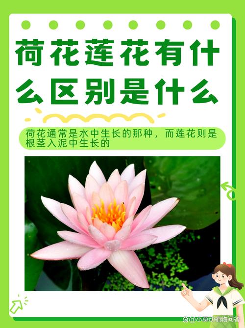 荷花与莲花是同一种花吗?一文讲清区别与园艺应用指南 池塘与河道配置方案