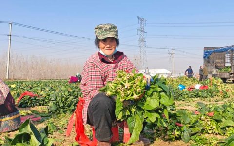 农村种什么能致富？这5种高经济价值作物让你年入数十万