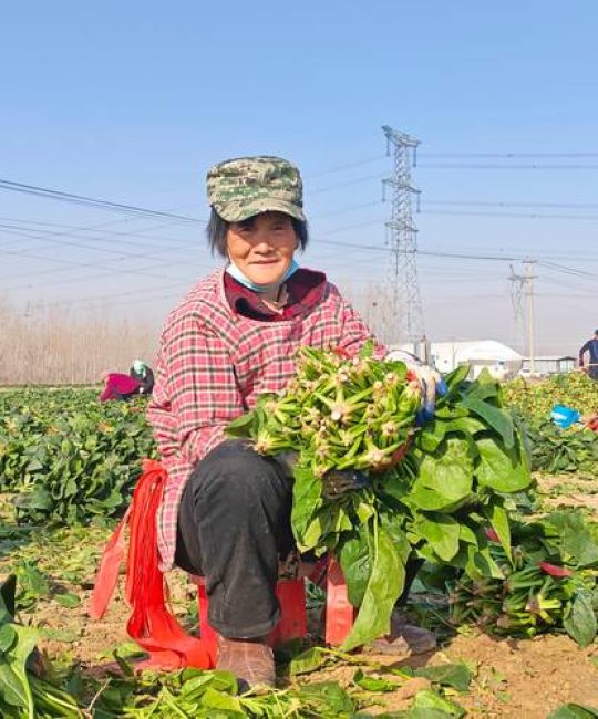 农村种什么能致富？这5种高经济价值作物让你年入数十万