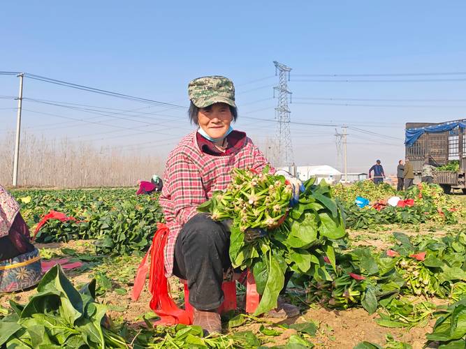 农村种什么能致富?这5种高经济价值作物让你年入数十万 一、蓝莓:水果中的“蓝宝石”