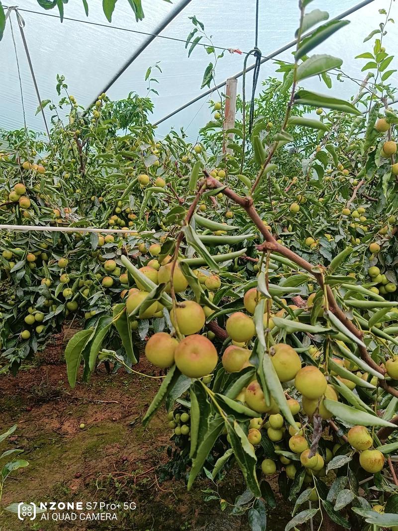 农村种什么能致富?这5种高经济价值作物让你年入数十万 三、金银花:药食同源的“绿色银行”