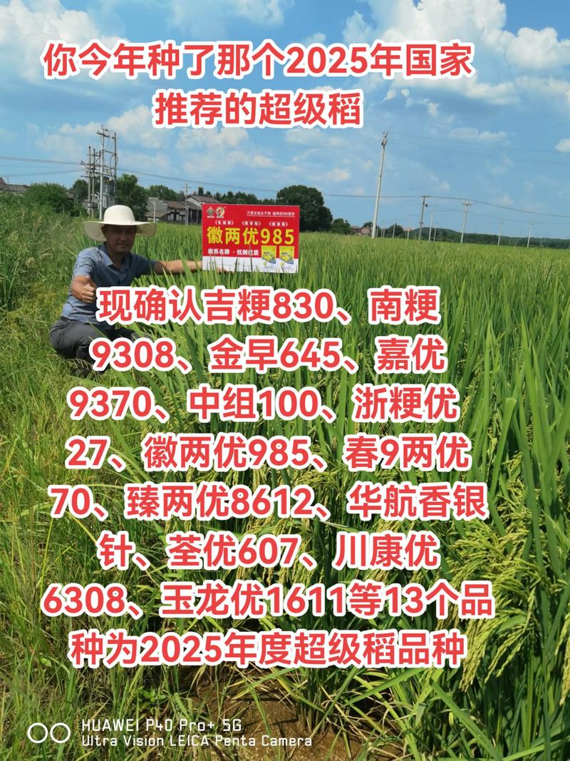 农村种什么能致富?这5种高经济价值作物让你年入数十万 四、特种蔬菜:芦笋与秋葵