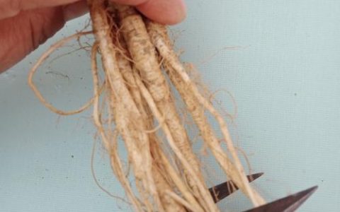 盆栽植物根须很长需要剪掉吗？正确修剪与养护指南