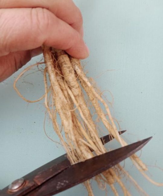 盆栽植物根须很长需要剪掉吗？正确修剪与养护指南