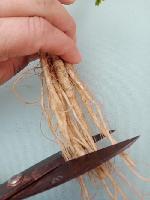 盆栽植物根须很长需要剪掉吗?正确修剪与养护指南 盆栽植物根须很长需要剪掉吗?正确修剪与养护指南