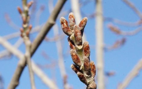 杨树什么时候发芽？——精确判断物候期与育苗时机的实操指南