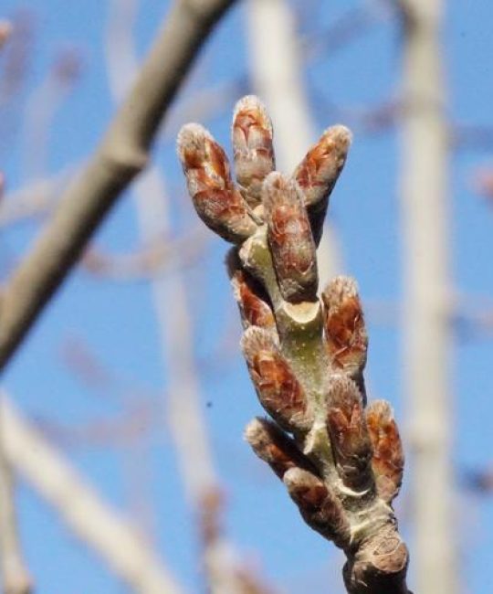 杨树什么时候发芽？——精确判断物候期与育苗时机的实操指南