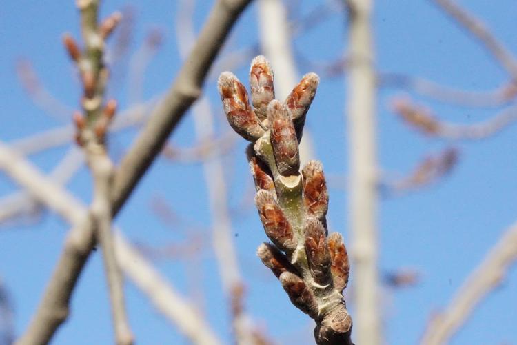 杨树什么时候发芽?——精确判断物候期与育苗时机的实操指南 杨树什么时候发芽?——精确判断物候期与育苗时机的实操指南