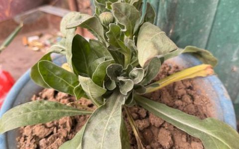 金盏花和金盏菊一样吗？一文讲清两者关系与养护要点