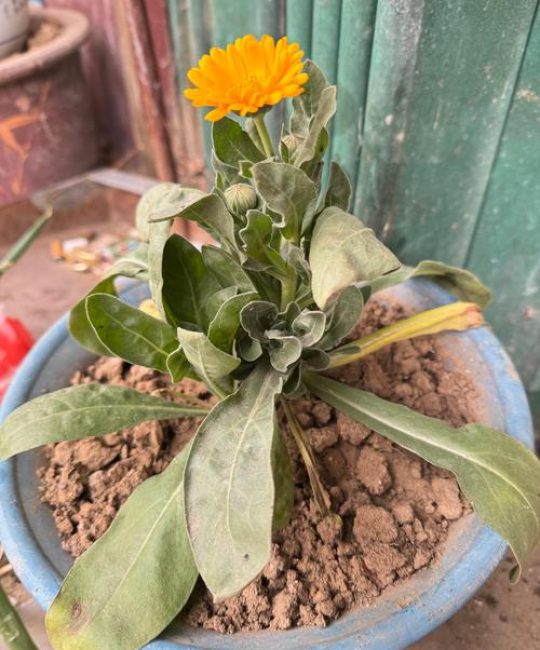 金盏花和金盏菊一样吗？一文讲清两者关系与养护要点