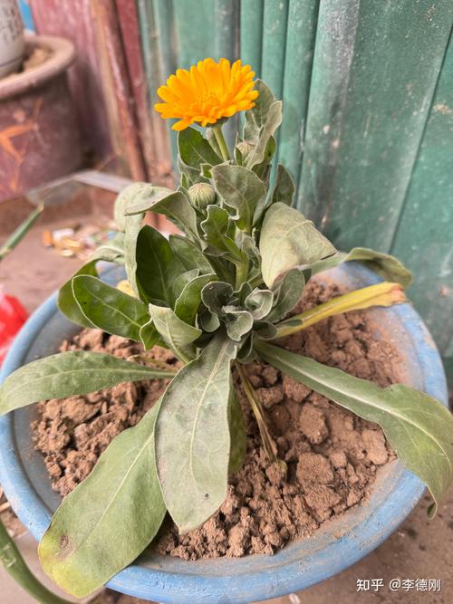 金盏花和金盏菊一样吗？一文讲清两者关系与养护要点