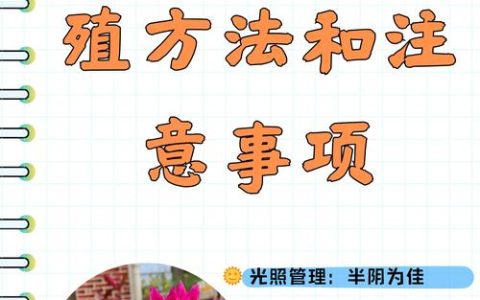 大丽花养护全攻略：从浇水施肥到越冬换盆的实用指南