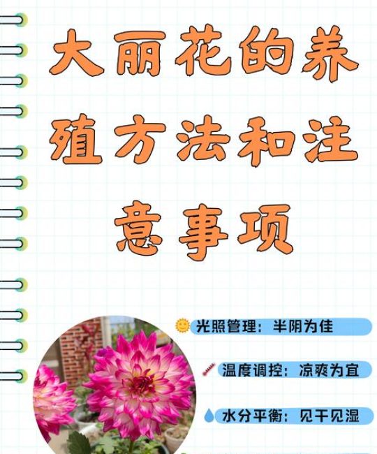 大丽花养护全攻略：从浇水施肥到越冬换盆的实用指南