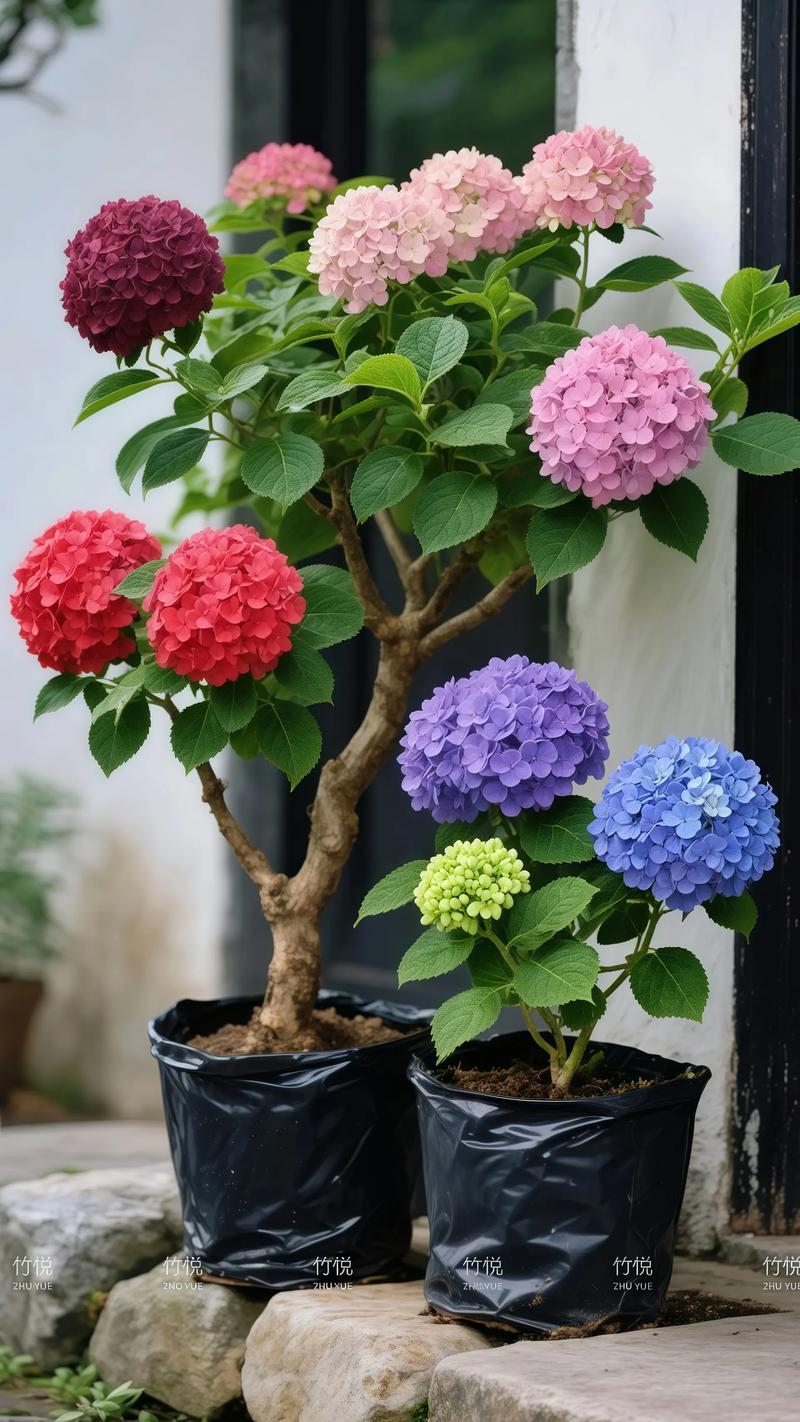 中华木绣球有香气吗?花色/花期及庭院养护全攻略 中华木绣球有香气,适合地栽