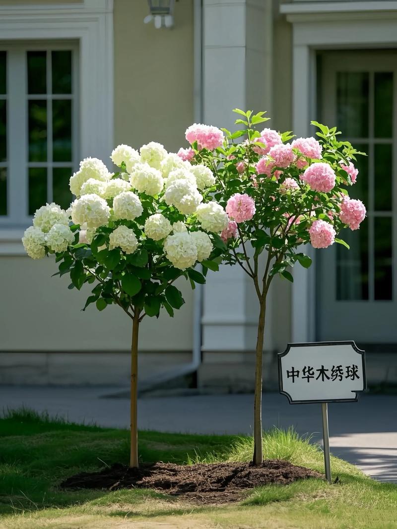 中华木绣球有香气吗?花色/花期及庭院养护全攻略 盆栽与地栽选择决策