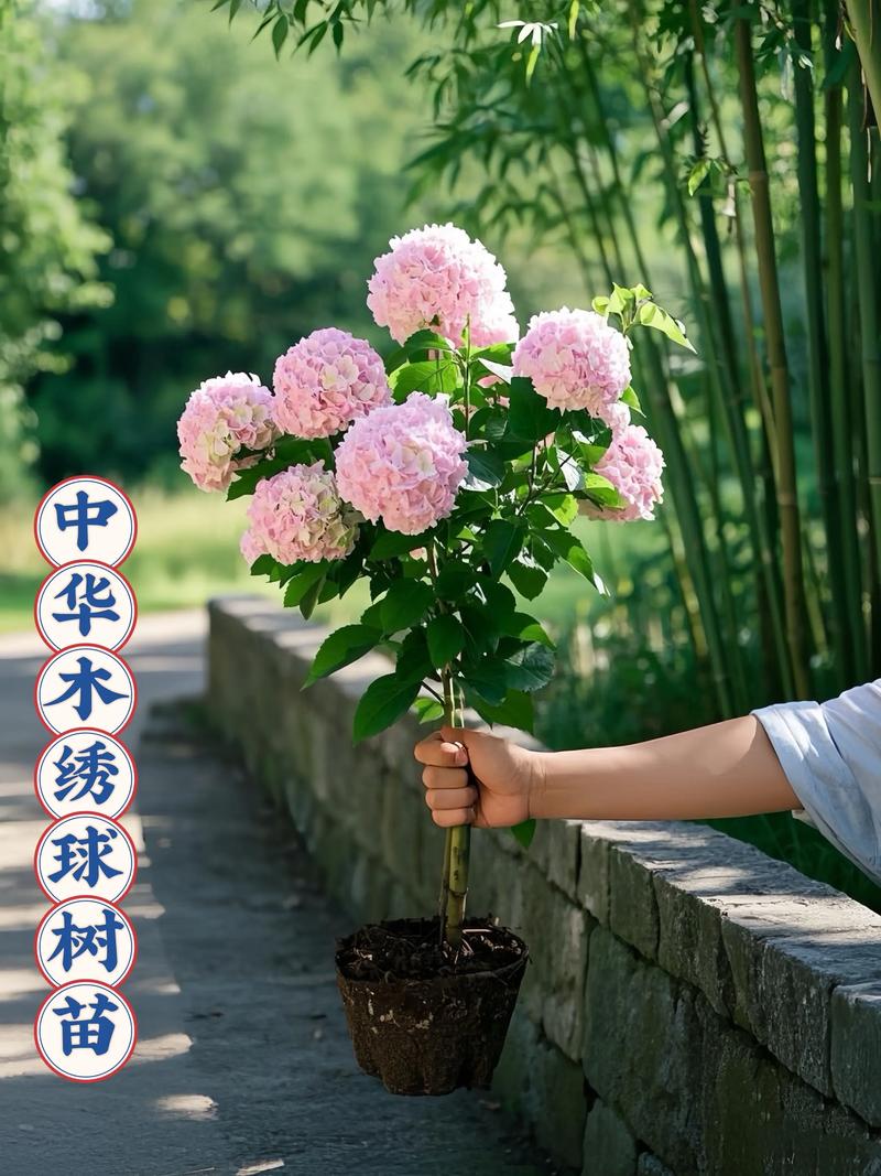 中华木绣球有香气吗?花色/花期及庭院养护全攻略 常见误区与纠正
