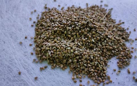 有没有四季常青的草籽？权威推荐与南方北方种植指南