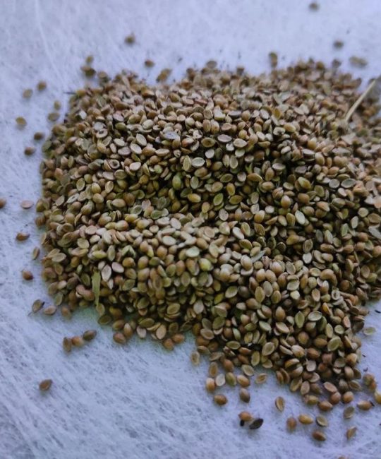 有没有四季常青的草籽？权威推荐与南方北方种植指南