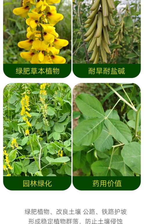 有没有四季常青的草籽?权威推荐与南方北方种植指南 总结