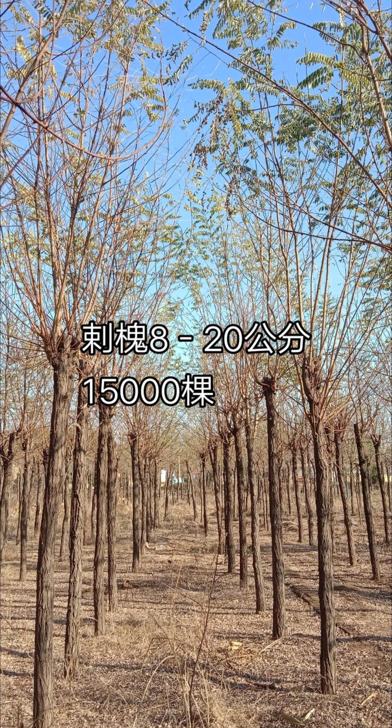 刺槐种子价格多少钱一斤?2024年最新报价与影响因素全解析 规格:发芽率与净度是价格第一决定因素