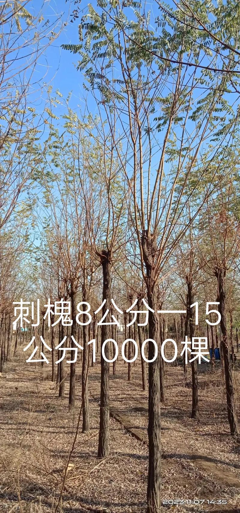 刺槐种子价格多少钱一斤?2024年最新报价与影响因素全解析 产地:区域差异导致价格浮动10%-30%