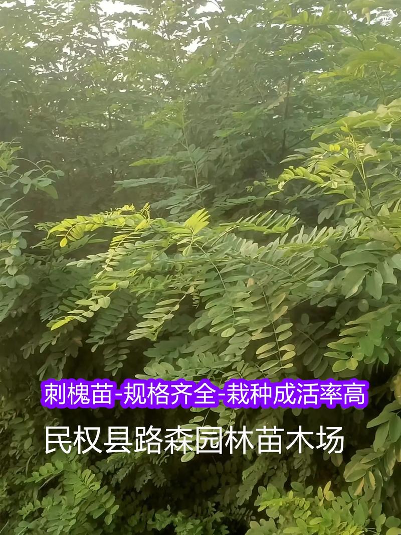 刺槐种子价格多少钱一斤?2024年最新报价与影响因素全解析 五大影响因素汇总表