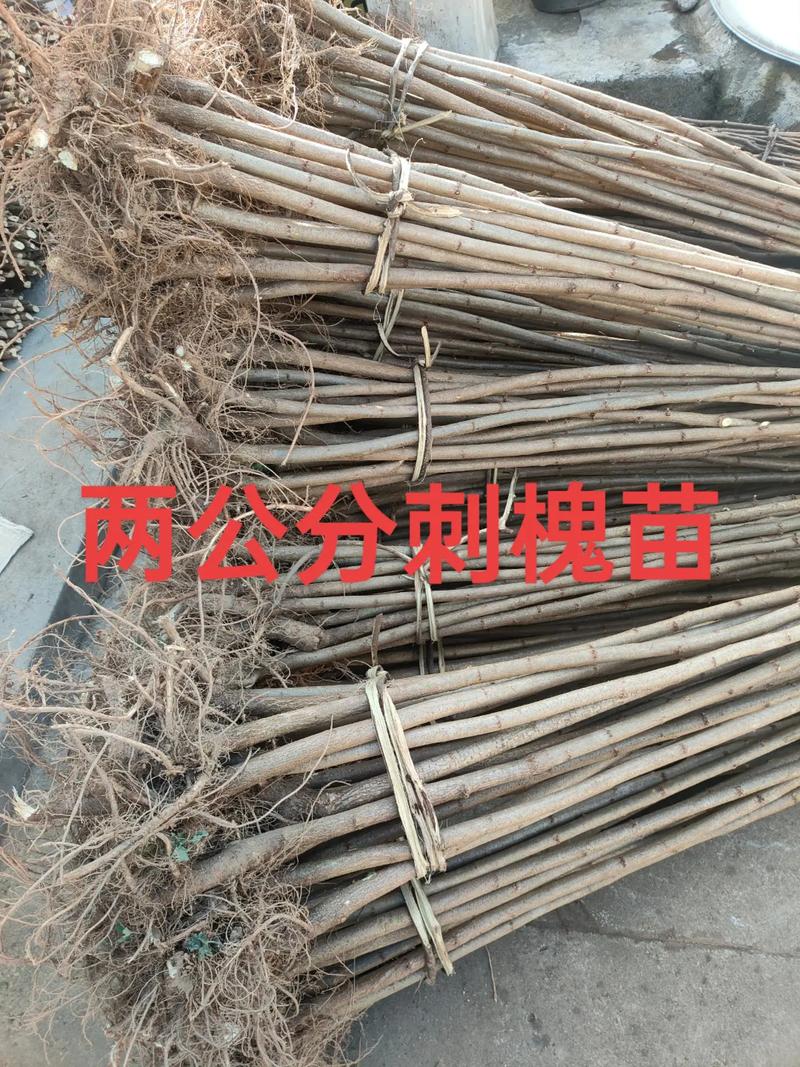 刺槐种子价格多少钱一斤?2024年最新报价与影响因素全解析 FAQ:常见问题快速解答