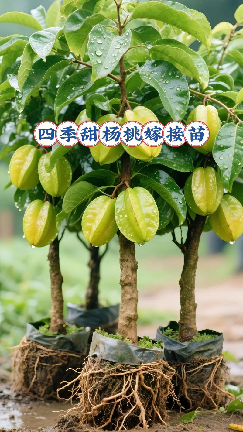 桃树苗购买渠道全攻略:三步筛选法锁定优质嫁接苗,避开假苗与劣质苗 常见问题与验证