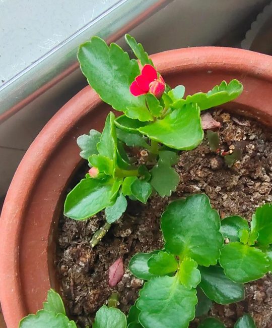 长寿花每年都要重新扦插吗？繁殖育苗专家详解植株更新与复壮策略