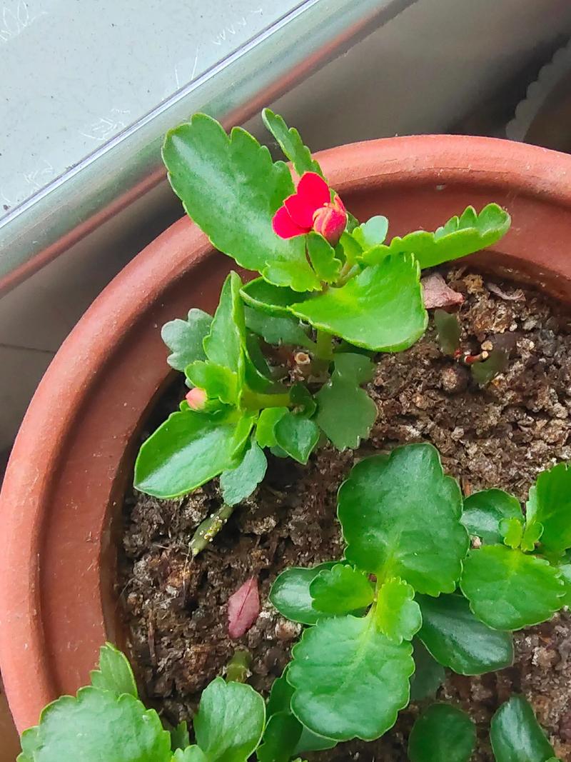 长寿花每年都要重新扦插吗?繁殖育苗专家详解植株更新与复壮策略 长寿花每年都要重新扦插吗?繁殖育苗专家详解植株更新与复壮策略