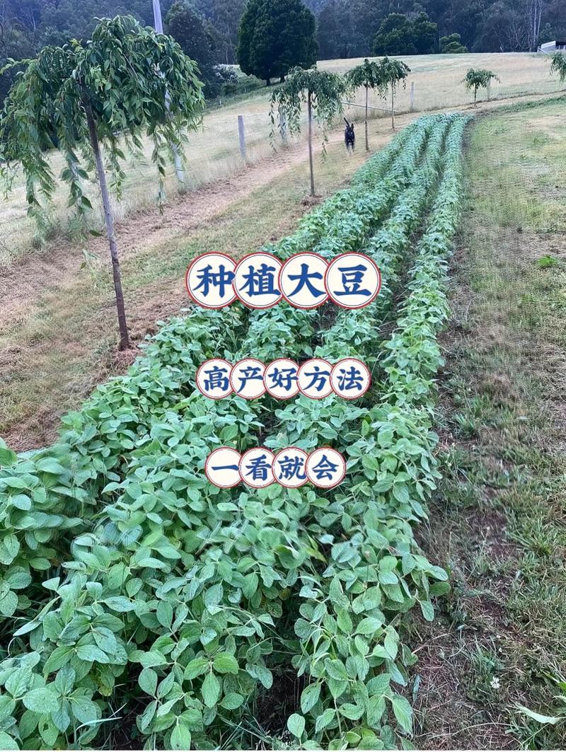 大豆花期施什么肥?促花保荚高产方案全解析 影响大豆花期施肥效果的关键因素