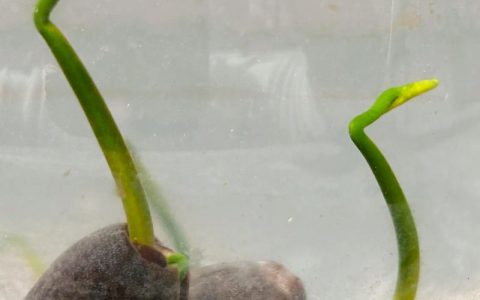 莲子发芽后怎么种？水培与土培全攻略