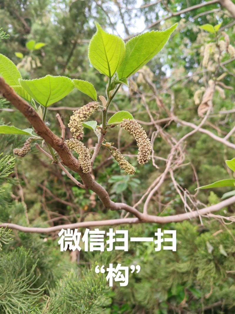 手机怎么识别树木花卉?2026年新手必看的3款App与拍照技巧 基础档案:手机识别树木花卉的3种主流工具