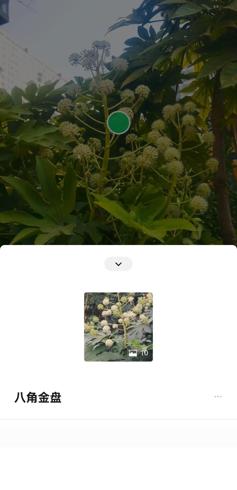 手机怎么识别树木花卉?2026年新手必看的3款App与拍照技巧 常见误区与纠正